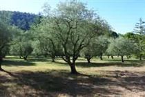 olive tree provence