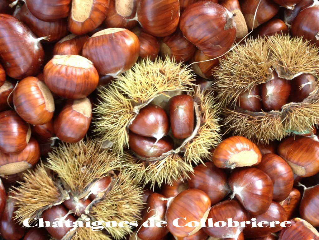 chataigne collobriere