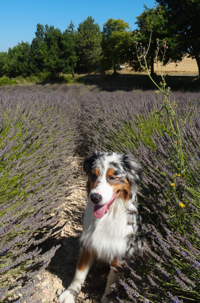 lavande provence